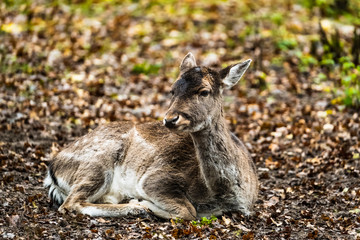 landscape with deer in autumn forest	