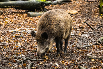 landscape with wild boar in autumn forest