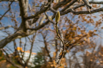 紅葉の季節