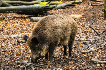landscape with wild boar in autumn forest