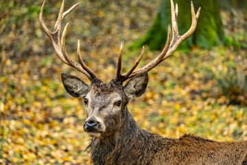 landscape with deer in autumn forest	