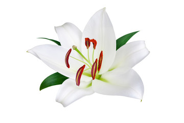 One big white lily flower with red stamens, pollen and green leaves on white background isolated closeup, beautiful lilly floral pattern, greeting card decorative design element, elegant wedding decor