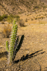 Cactus in Cordillera Real, Andes, Bolivia