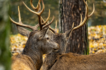 landscape with deer in autumn forest 