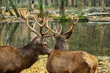 landscape with deer in autumn forest	