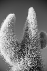 Giant cactus in Uyuni salar, Bolivia