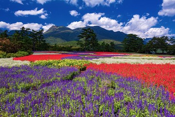 Fototapeta premium 大分県・竹田市 夏のくじゅう花公園の風景