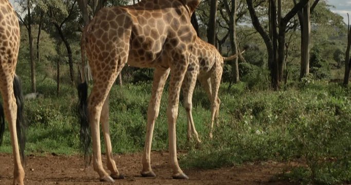 This video is about Giraffes in Kenya Giraffe Center in Nairobi, Kenya. This video was filmed in 4k for best image quality.