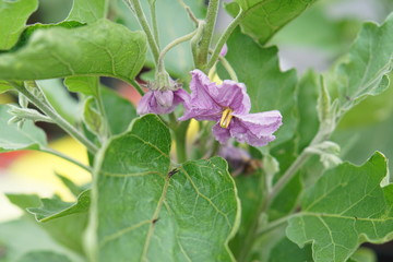 Aubergine Patio Baby flowers