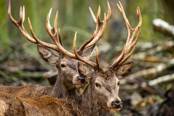 landscape with deer in autumn forest 