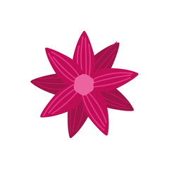 flower decoration nature on white background