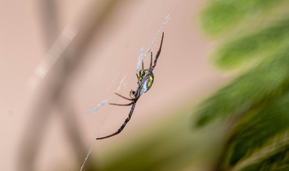 Giant Beautiful Spider