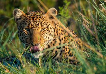African Leopard in Masai Mara