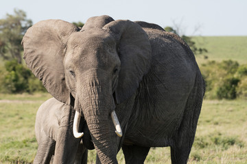 Fototapeta na wymiar Herd of Elephants in Masai Mara