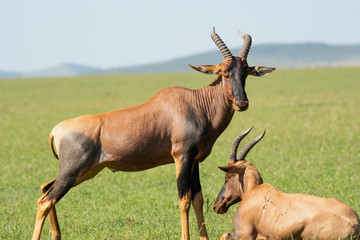 Naklejka na ściany i meble Topi antelope in Masai Mara