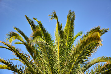 Palme