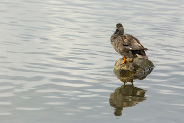 Mallard in Aiguamolls de l'Empordà Nature Reserve, Girona, Catalonia, Spain