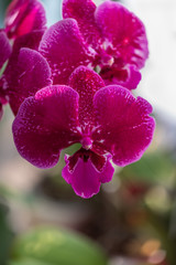 Obraz premium A rare flowering large purple orchid of the genus Phalaenopsis, the sort of Big Lip. Selective focus, blurred background, close-up with copy space. Home flowers