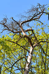 Alter Baum