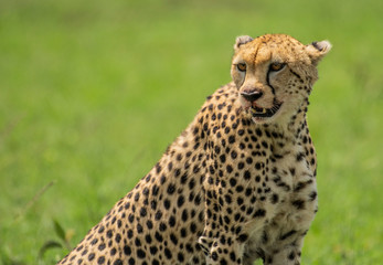 Naklejka na ściany i meble African Cheetah sitting in Masai Mara