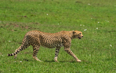 African Cheetah walking in Masai Mara