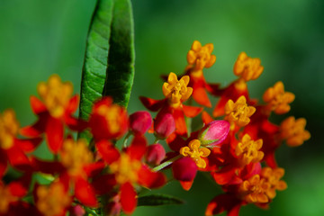 Close-up in small yellow and red flowers