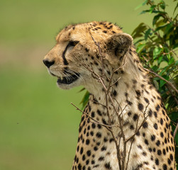 African Cheetah sitting in Masai Mara