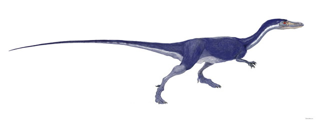 Obraz na płótnie Canvas コエロフィシス　イラスト　コエロフィシスは初期の獣脚類であり、三畳紀後期に繁栄した。全長3メートル程度の細身の肉食恐竜。発見されている個体は多い。成体から幼体迄様々な骨格標本が見られる。恐竜の初期段階の代表。