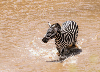 A herd of zebras crossing the river