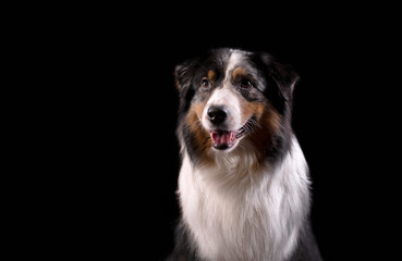 Dog breed Australian shepherd in a photo Studio on a black background, portrait close-up artificial lighting