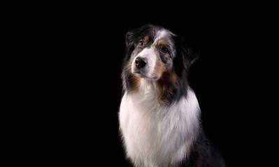 Dog breed Australian shepherd in a photo Studio on a black background, portrait close-up artificial lighting