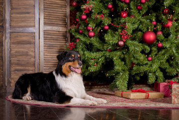 Dog breed Australian shepherd lies under the Christmas tree in the Christmas decorations, photo Studio, new year, decorated Christmas tree