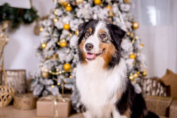 Dog breed Australian shepherd portrait close-up next to a Christmas tree in Christmas decorations, photo Studio, new year, decorated Christmas tree
