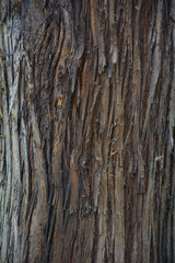 Obraz premium Baumstamm