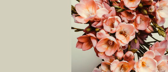 banner of pink blooming freesias background, copy space