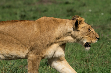 Lioness walking in Masai Mara