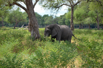 Elefant im Nationalpark