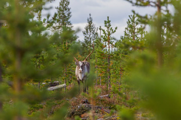 Reindeer in Autumn, Lapland, Finland