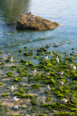 seagulls eating in the fishing port of Cudillero Asturias