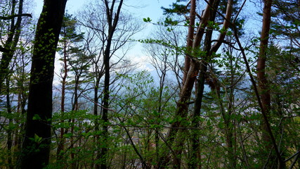 Mixed forest in top of the mountain TenjoYama, Japan. Branches of trees and bushes. Landscape