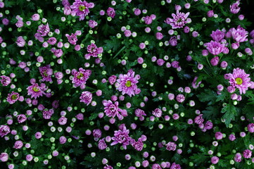 Background of purple flower in bloom