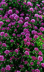 Background of purple flower in bloom