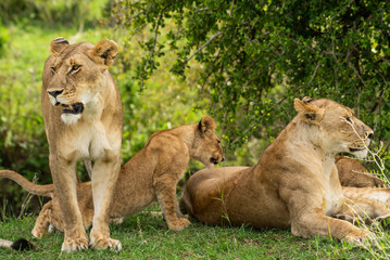A lion family with cubs in Masai Mara