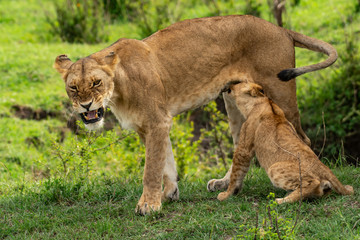 Obraz na płótnie Canvas Lion cubs feeding from their mother in Masai Mara
