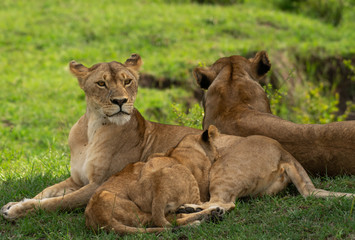 Naklejka na ściany i meble Lion cubs feeding from their mother in Masai Mara