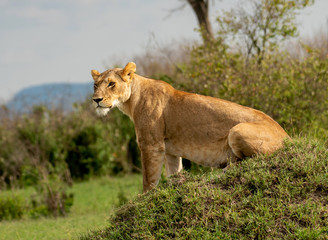 Naklejka na ściany i meble Lioness sitting in Masai Mara