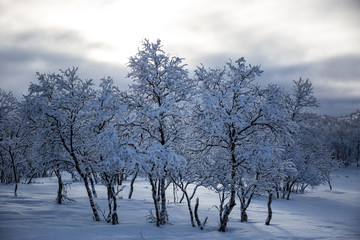 Fototapeta na wymiar Winter trees in Nuorgam, Lapland, Finland
