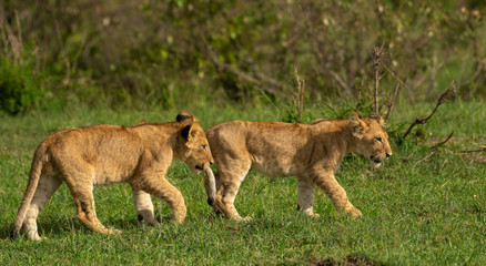 Fototapeta na wymiar Lion cubs playing and grooming in Masai Mara