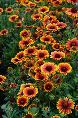 Gaillardia Goblin