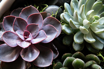 Patch of green and purple succulents